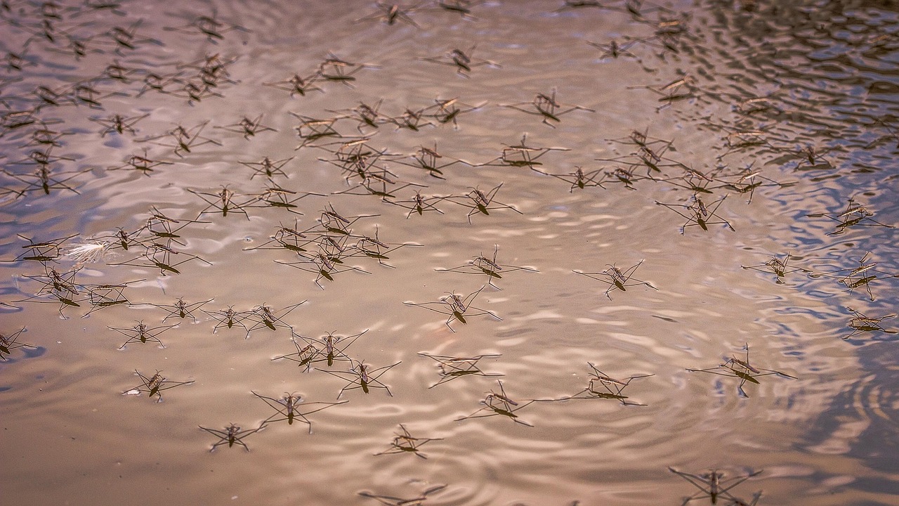 12 juin 2025À la une Actualités Aménagements extérieurs Comment éloigner les insectes de sa piscine ?